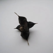 Trapa natans | Water chestnut | Floating Plant